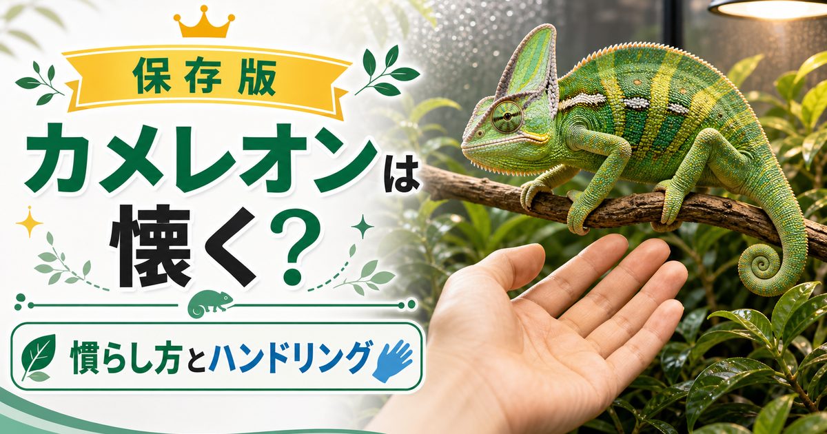 【カメレオンは人に懐く？】ハンドリングの仕方は？人に慣れてもらうためにすべきこと・手順を解説！の要点を伝えるカメレオン・爬虫類記事アイキャッチ画像