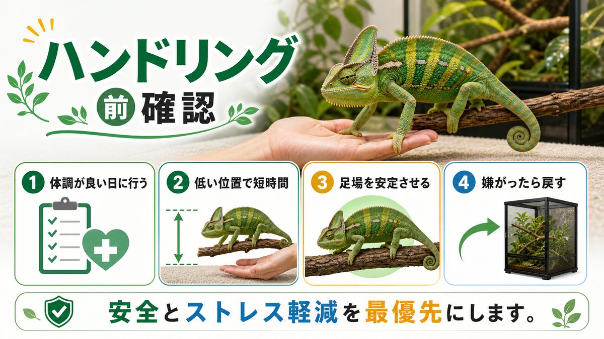 慣らすためのハンドリングについての要点をまとめたカメレオン・爬虫類飼育インフォグラフィック