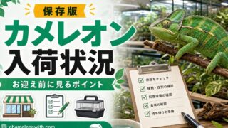 【お迎え可能？】ショップで購入できるカメレオンの仲間たちの最新入荷状況を一挙紹介！の要点を伝えるカメレオン・爬虫類記事アイキャッチ画像