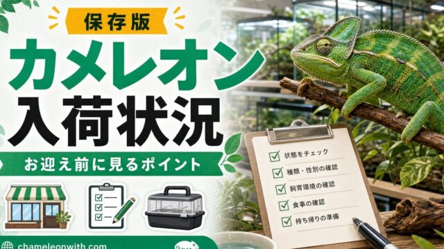 【お迎え可能？】ショップで購入できるカメレオンの仲間たちの最新入荷状況を一挙紹介！の要点を伝えるカメレオン・爬虫類記事アイキャッチ画像
