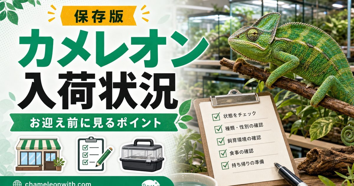 【お迎え可能？】ショップで購入できるカメレオンの仲間たちの最新入荷状況を一挙紹介！の要点を伝えるカメレオン・爬虫類記事アイキャッチ画像