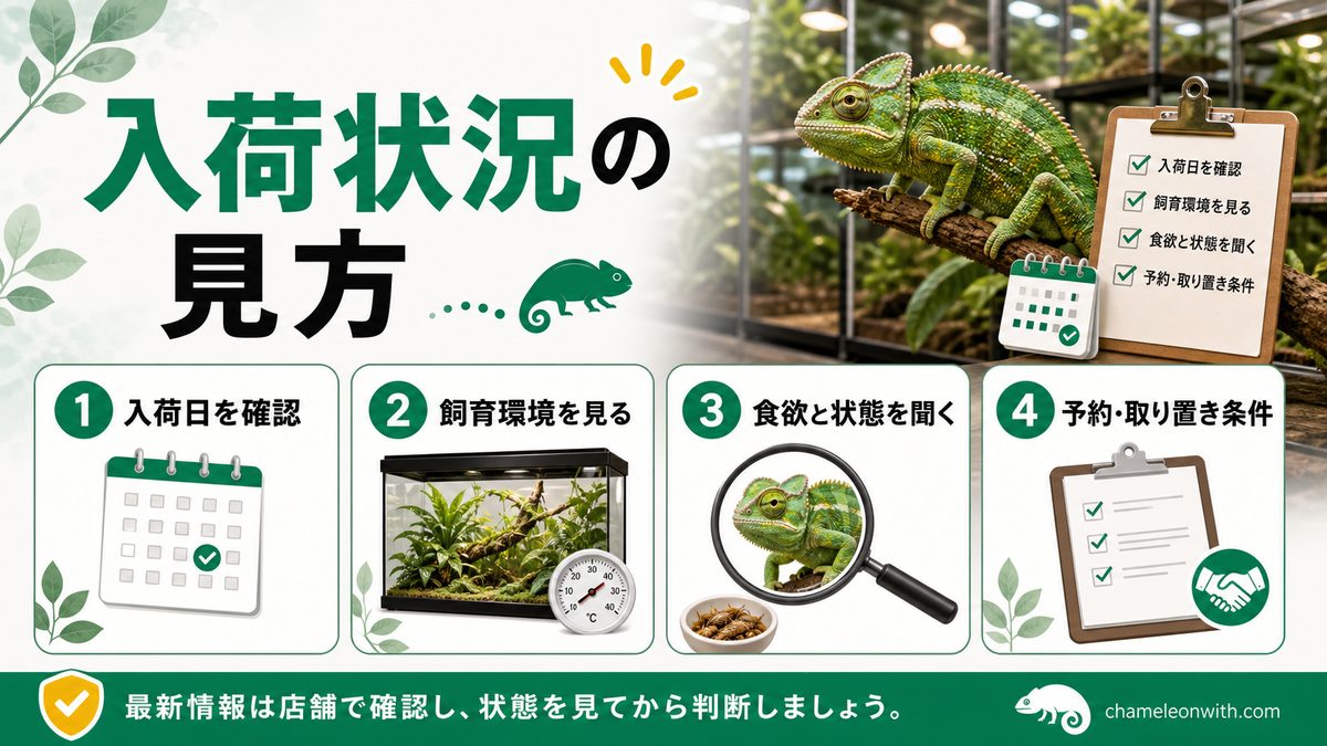 現在のカメレオンの入荷状況についての要点をまとめたカメレオン・爬虫類飼育インフォグラフィック