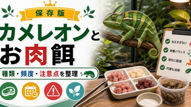 カメレオンに与えられるお肉の種類・あげる際の注意点・餌と代替可能？解説！の要点を伝えるカメレオン・爬虫類記事アイキャッチ画像