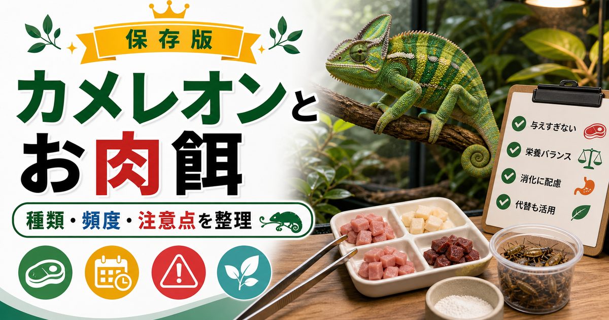 カメレオンに与えられるお肉の種類・あげる際の注意点・餌と代替可能？解説！の要点を伝えるカメレオン・爬虫類記事アイキャッチ画像