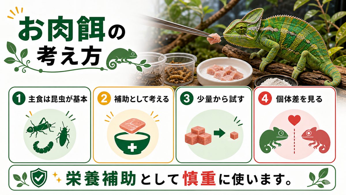 カメレオンに与えられる「お肉」について解説の要点をまとめたカメレオン・爬虫類飼育インフォグラフィック
