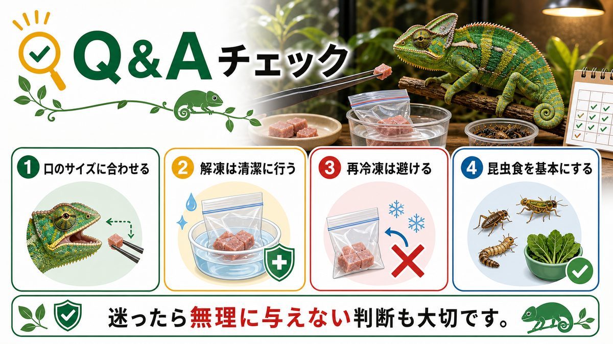 お肉系を与える時のQ&Aの要点をまとめたカメレオン・爬虫類飼育インフォグラフィック
