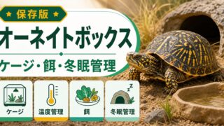 オーネイトボックスタートル（Terrapene ornata）飼育完全ガイド！北米の砂漠ハコガメの特徴・ケージ・餌・冬眠・注意点を徹底解説の要点を伝えるカメレオン・爬虫類記事アイキャッチ画像