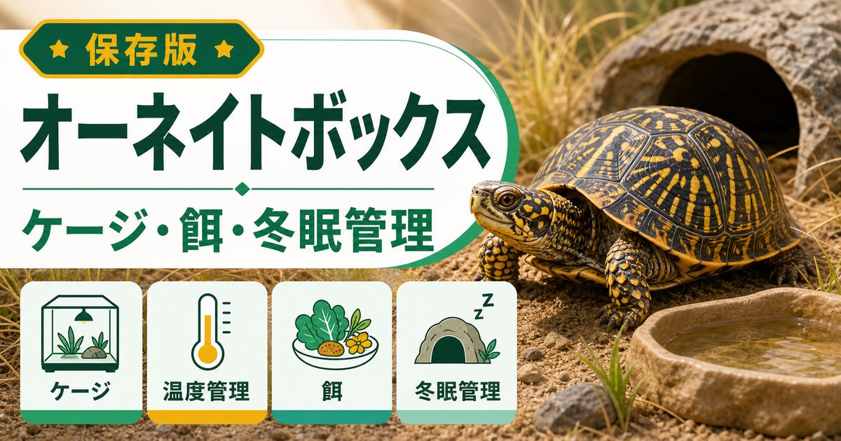 オーネイトボックスタートル（Terrapene ornata）飼育完全ガイド！北米の砂漠ハコガメの特徴・ケージ・餌・冬眠・注意点を徹底解説の要点を伝えるカメレオン・爬虫類記事アイキャッチ画像