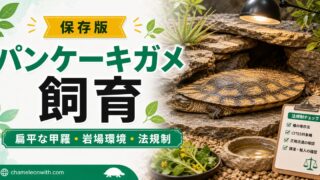 パンケーキガメ（Malacochersus tornieri）飼育完全ガイド！扁平な甲羅の秘密・飼育環境・餌・岩場環境の作り方を徹底解説の要点を伝えるカメレオン・爬虫類記事アイキャッチ画像