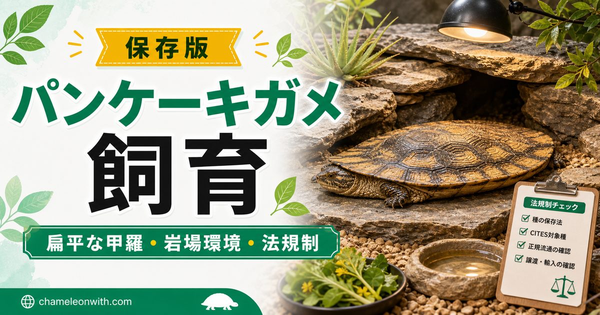 パンケーキガメ（Malacochersus tornieri）飼育完全ガイド！扁平な甲羅の秘密・飼育環境・餌・岩場環境の作り方を徹底解説の要点を伝えるカメレオン・爬虫類記事アイキャッチ画像
