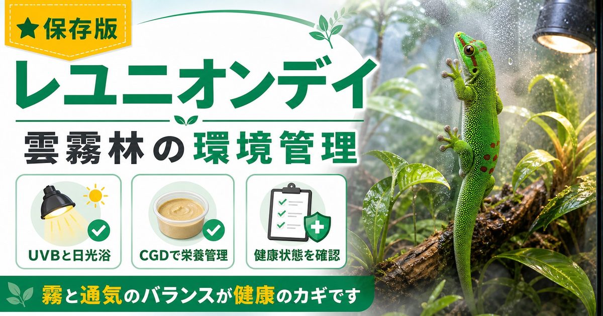 レユニオンデイゲッコー（Phelsuma borbonica）飼育完全ガイド！レユニオン島固有種の特徴・ケージ・餌・繁殖を徹底解説の要点を伝えるカメレオン・爬虫類記事アイキャッチ画像