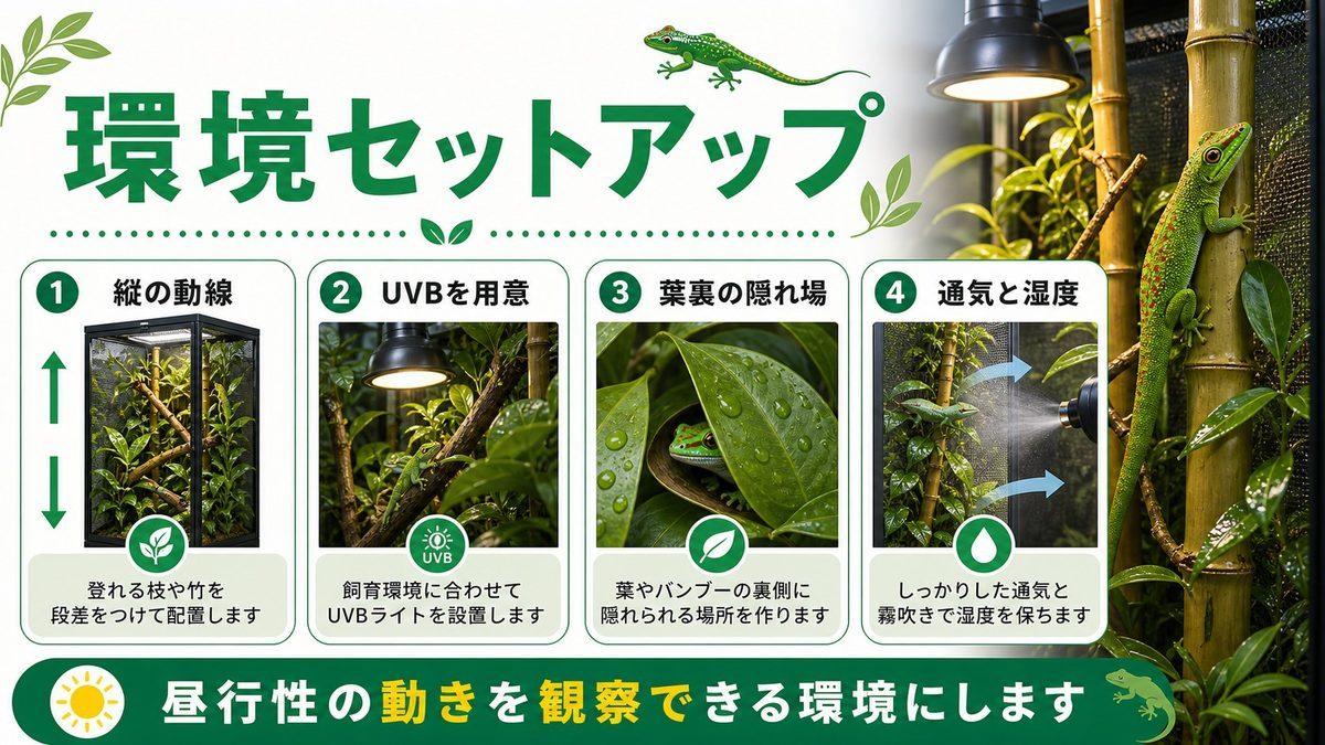 飼育環境のセットアップの要点をまとめたカメレオン・爬虫類飼育インフォグラフィック