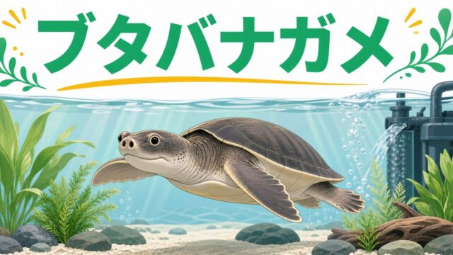 【ブタバナガメ（スッポンモドキ）】水中生活する希少大型カメの特徴・飼育方法を徹底解説！の要点を伝えるカメレオン・爬虫類記事アイキャッチ画像