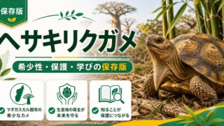 ヘサキリクガメ（Astrochelys yniphora）完全ガイド｜世界最希少リクガメの特徴・保護状況・飼育情報の要点を伝えるカメレオン・爬虫類記事アイキャッチ画像
