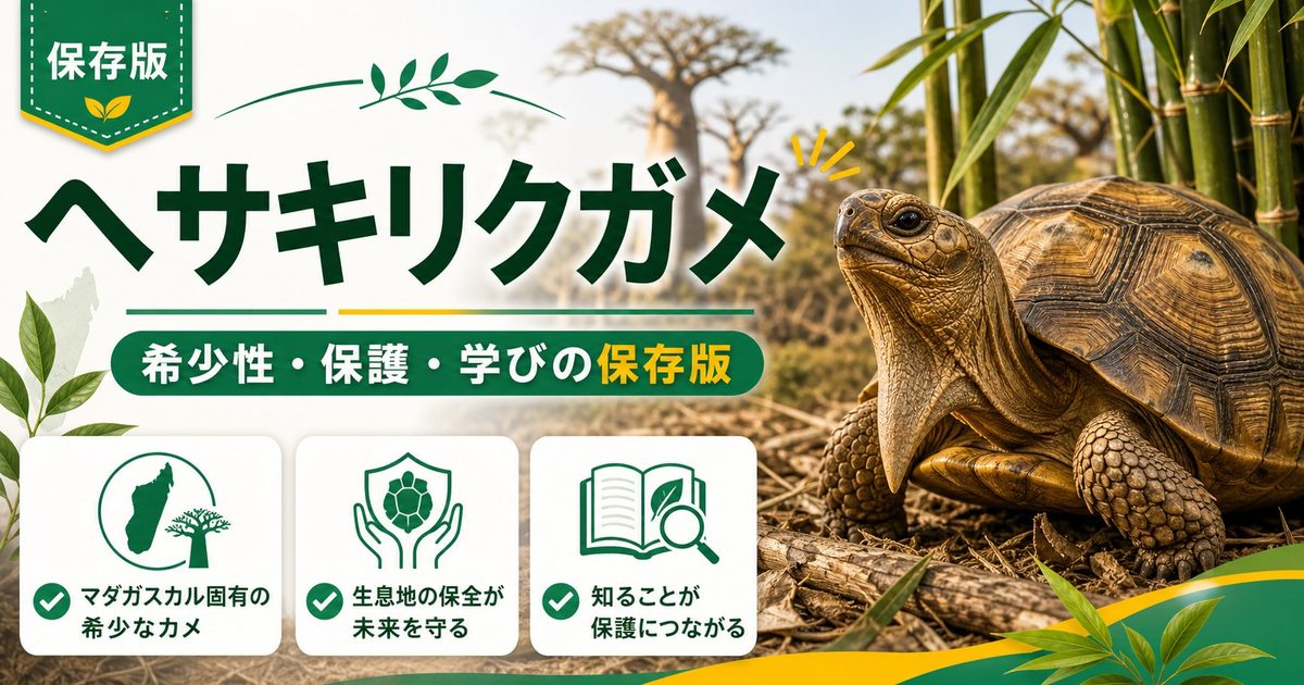 ヘサキリクガメ（Astrochelys yniphora）完全ガイド｜世界最希少リクガメの特徴・保護状況・飼育情報の要点を伝えるカメレオン・爬虫類記事アイキャッチ画像