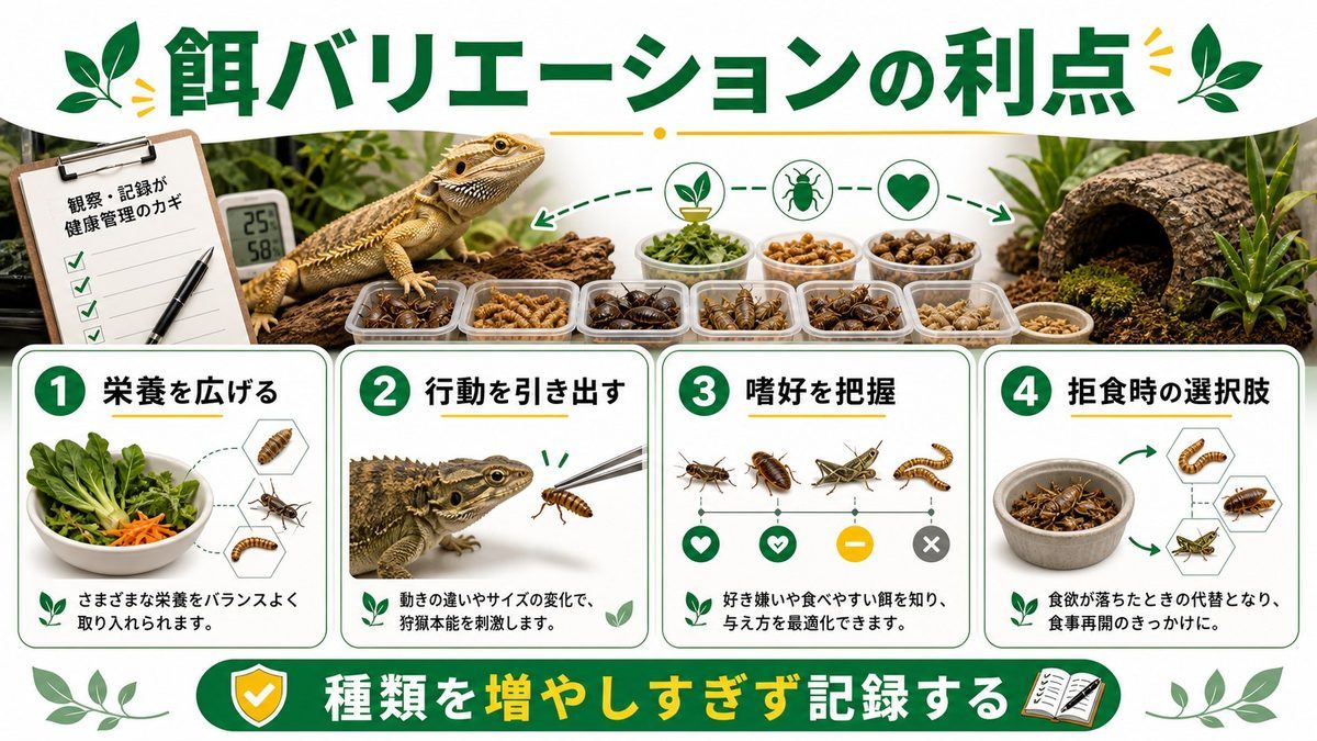 餌バリエーションの3大メリット｜栄養・行動・拒食予防の要点をまとめたカメレオン・爬虫類飼育インフォグラフィック