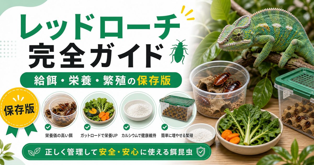 レッドローチ（アカゴキブリ）完全ガイド！爬虫類・カメレオンへの給餌方法・栄養・繁殖・デュビアとの違いを徹底解説の要点を伝えるカメレオン・爬虫類記事アイキャッチ画像