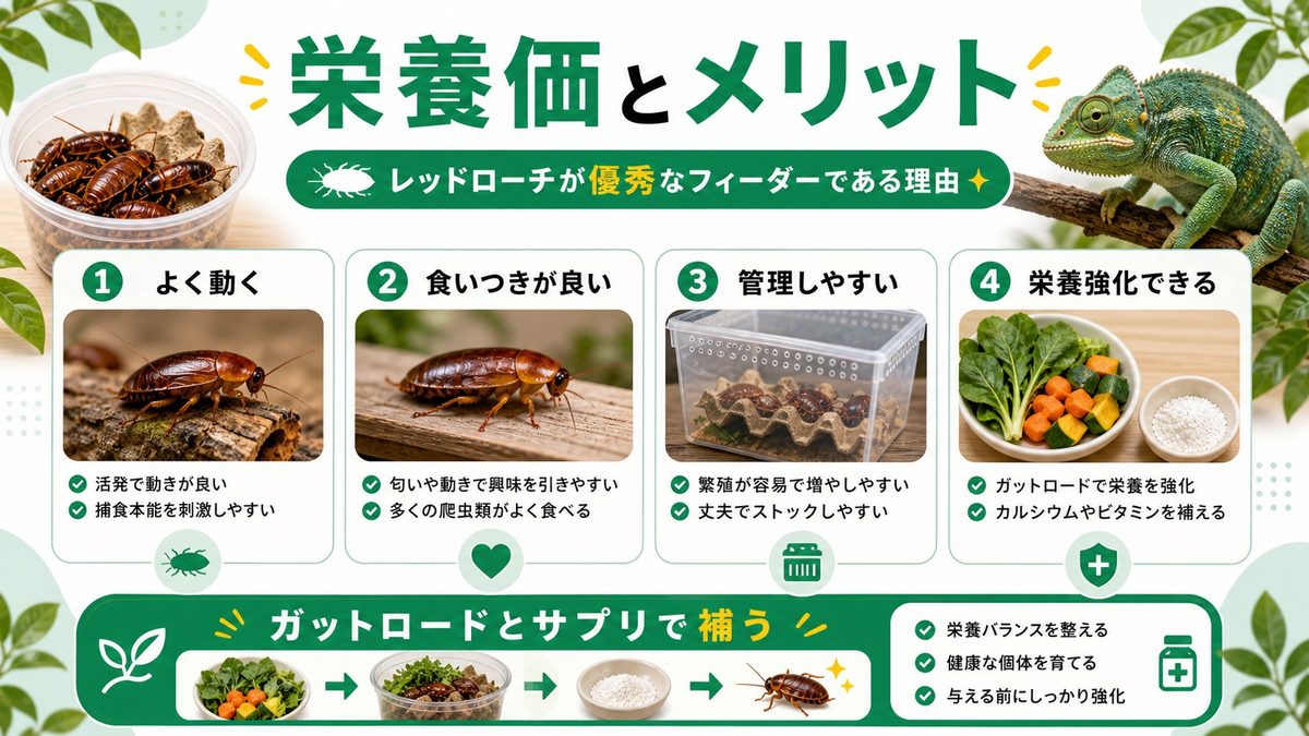 レッドローチの栄養価と給餌のメリットの要点をまとめたカメレオン・爬虫類飼育インフォグラフィック