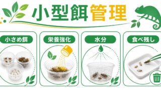 爬虫類飼育の活性炭フィルター完全ガイド｜臭い・有害ガス・アンモニアを吸着除去する脱臭の仕組みと活用法の要点を伝えるカメレオン・爬虫類記事アイキャッチ画像