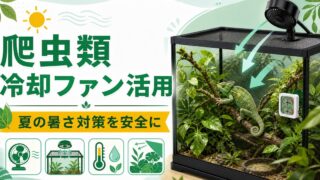 爬虫類の夏対策・冷却ファン・クーラー完全ガイド！熱中症予防・ケージ冷却・夏の温度管理方法を徹底解説の要点を伝えるカメレオン・爬虫類記事アイキャッチ画像