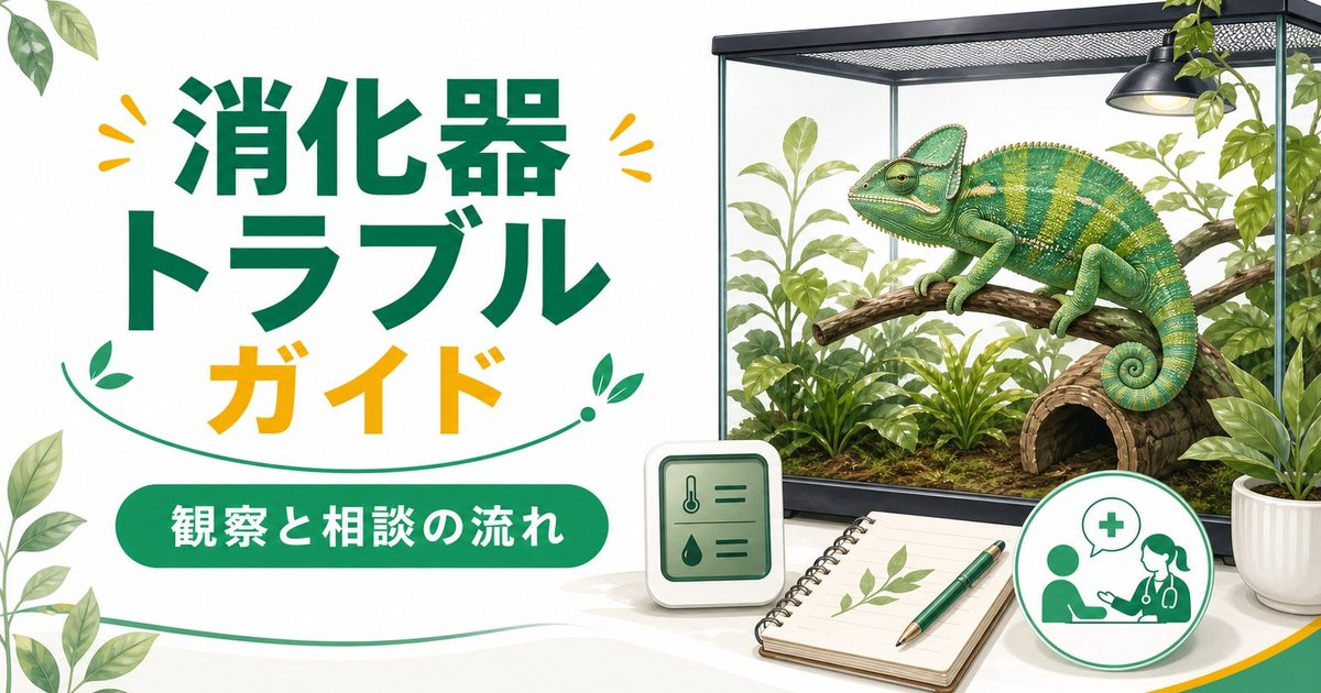 爬虫類・カメレオンの消化器疾患完全ガイド！腸炎・腸閉塞・下痢の症状・原因・応急処置・予防方法を徹底解説の要点を伝えるカメレオン・爬虫類記事アイキャッチ画像