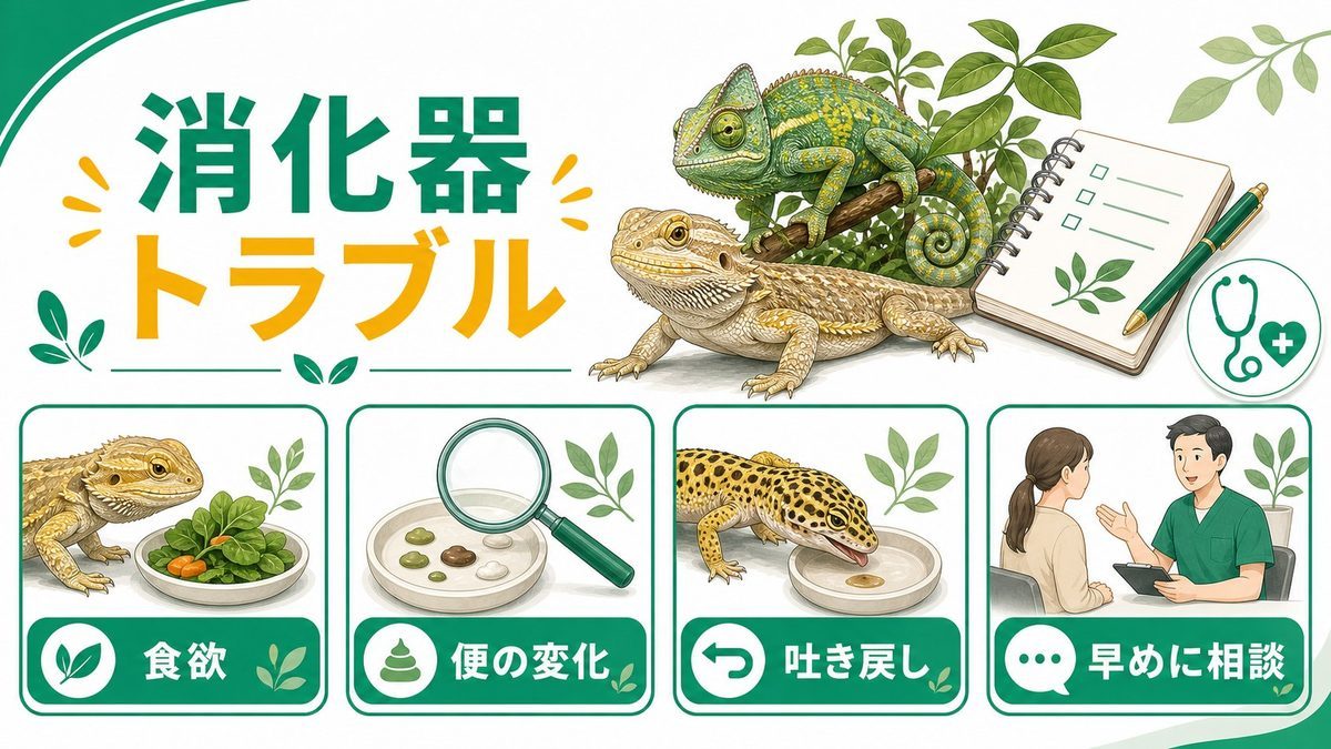 消化器疾患の種類と早見表の要点をまとめたカメレオン・爬虫類飼育インフォグラフィック