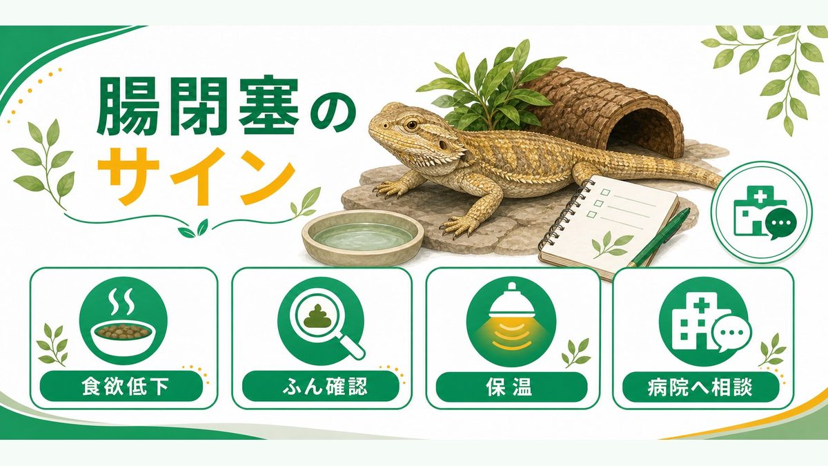 腸閉塞（Impaction）の見極めと応急処置の要点をまとめたカメレオン・爬虫類飼育インフォグラフィック