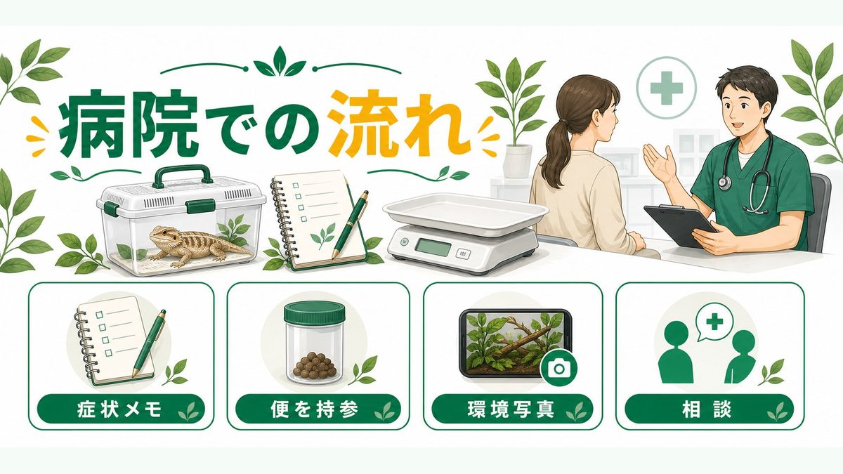 動物病院での検査・治療の流れの要点をまとめたカメレオン・爬虫類飼育インフォグラフィック