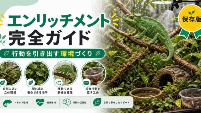 爬虫類・カメレオン用エンリッチメント完全ガイド！ストレス軽減・行動活性化グッズの選び方と使い方を徹底解説の要点を伝えるカメレオン・爬虫類記事アイキャッチ画像