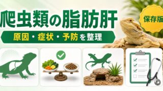 爬虫類の肝機能障害・脂肪肝完全ガイド｜原因・症状・予防・治療と肝臓に優しい飼育法の要点を伝えるカメレオン・爬虫類記事アイキャッチ画像