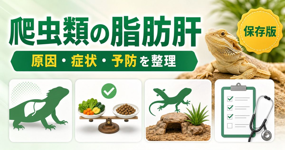 爬虫類の肝機能障害・脂肪肝完全ガイド｜原因・症状・予防・治療と肝臓に優しい飼育法の要点を伝えるカメレオン・爬虫類記事アイキャッチ画像