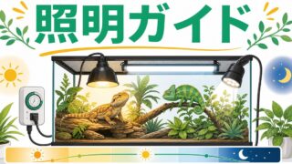 爬虫類のライティング完全ガイド！UVB・バスキング・LEDの選び方と組み合わせを徹底解説の要点を伝えるカメレオン・爬虫類記事アイキャッチ画像