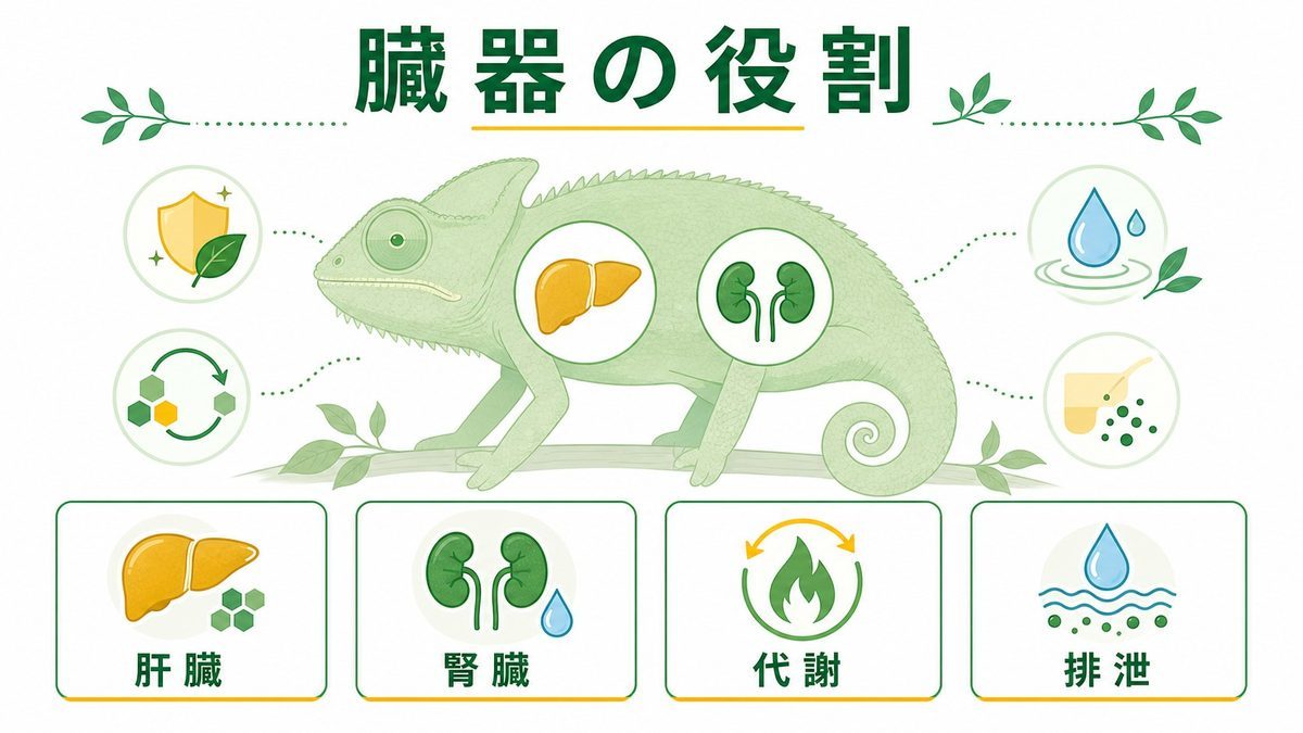 🫀 爬虫類の肝臓と腎臓の役割の要点をまとめたカメレオン・爬虫類飼育インフォグラフィック