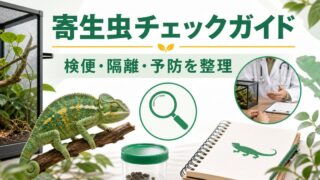 爬虫類・カメレオンの寄生虫完全ガイド！ダニ・回虫・鞭毛虫の症状・駆虫方法・予防策を徹底解説の要点を伝えるカメレオン・爬虫類記事アイキャッチ画像