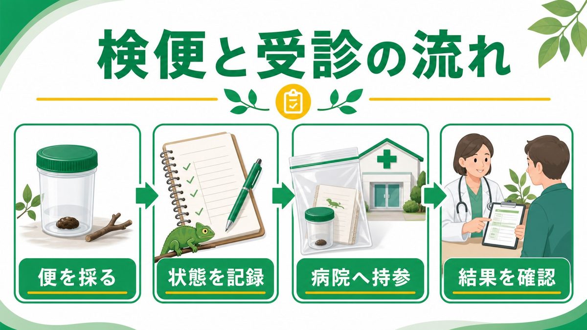 ③ 検便・診断の方法（動物病院受診の流れ）の要点をまとめたカメレオン・爬虫類飼育インフォグラフィック