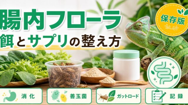 爬虫類の腸内フローラを整える！プロバイオティクス・ガットローディング・サプリで健康管理を解説の要点を伝えるカメレオン・爬虫類記事アイキャッチ画像