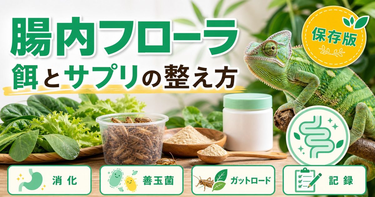 爬虫類の腸内フローラを整える！プロバイオティクス・ガットローディング・サプリで健康管理を解説の要点を伝えるカメレオン・爬虫類記事アイキャッチ画像