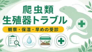 爬虫類のヘミペニス・生殖器疾患完全ガイド！脱出・感染・腫瘍の原因・治療・予防を徹底解説の要点を伝えるカメレオン・爬虫類記事アイキャッチ画像