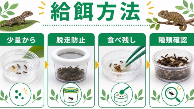 爬虫類のX線撮影（レントゲン）完全ガイド｜骨格・内臓・卵の確認方法・撮影前の準備と検査結果の読み方の要点を伝えるカメレオン・爬虫類記事アイキャッチ画像
