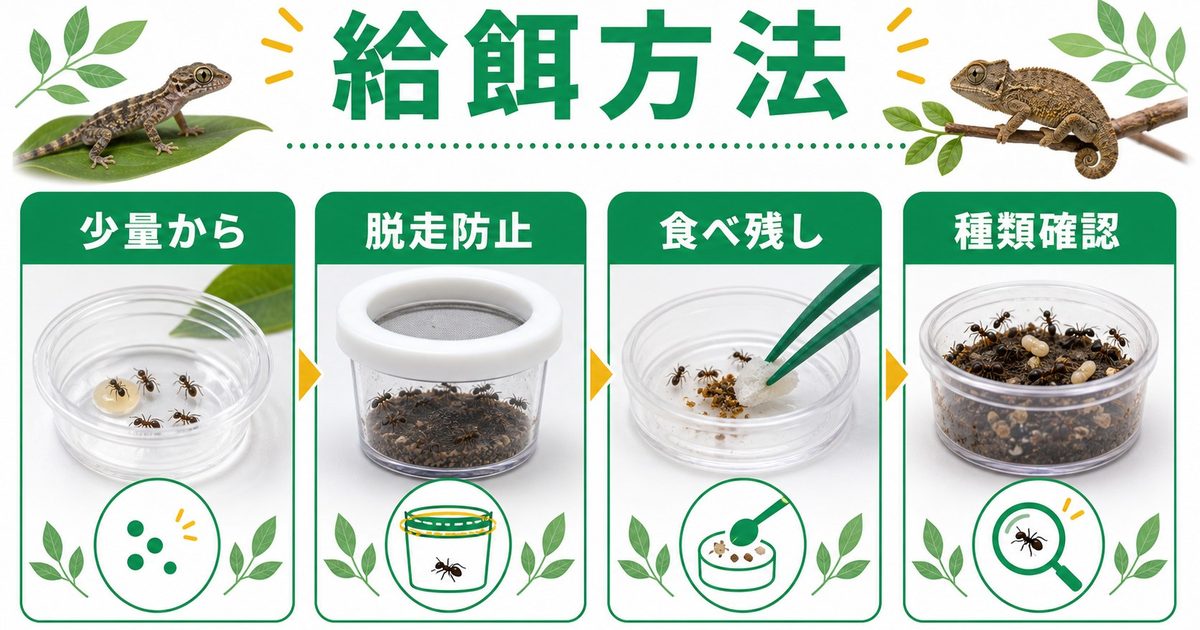 爬虫類のX線撮影（レントゲン）完全ガイド｜骨格・内臓・卵の確認方法・撮影前の準備と検査結果の読み方の要点を伝えるカメレオン・爬虫類記事アイキャッチ画像