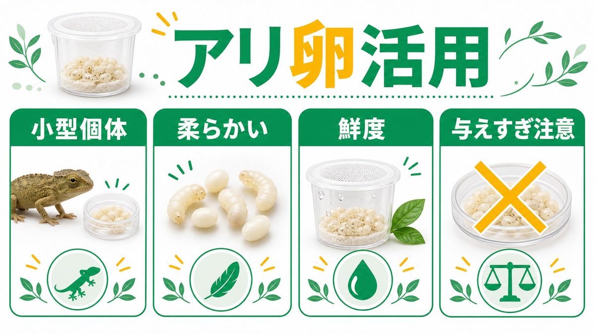爬虫類のX線撮影が必要な場面の要点をまとめたカメレオン・爬虫類飼育インフォグラフィック