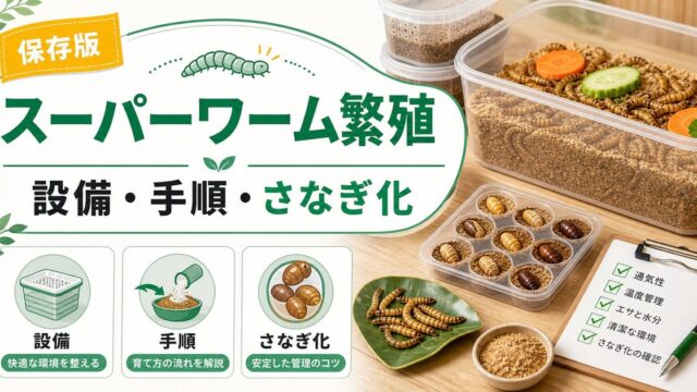 爬虫類・カメレオンのスーパーワーム繁殖完全ガイド！自家繁殖の手順・設備・コスト削減・さなぎ化のコツを徹底解説の要点を伝えるカメレオン・爬虫類記事アイキャッチ画像