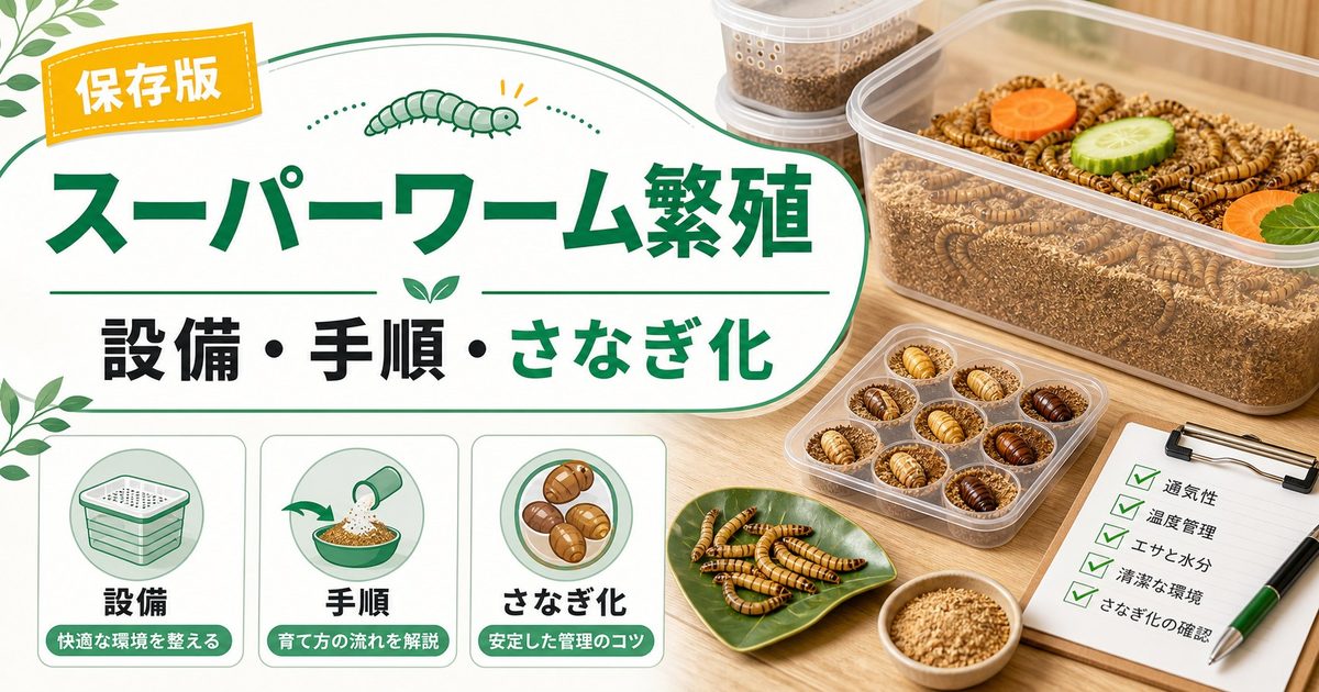 爬虫類・カメレオンのスーパーワーム繁殖完全ガイド！自家繁殖の手順・設備・コスト削減・さなぎ化のコツを徹底解説の要点を伝えるカメレオン・爬虫類記事アイキャッチ画像