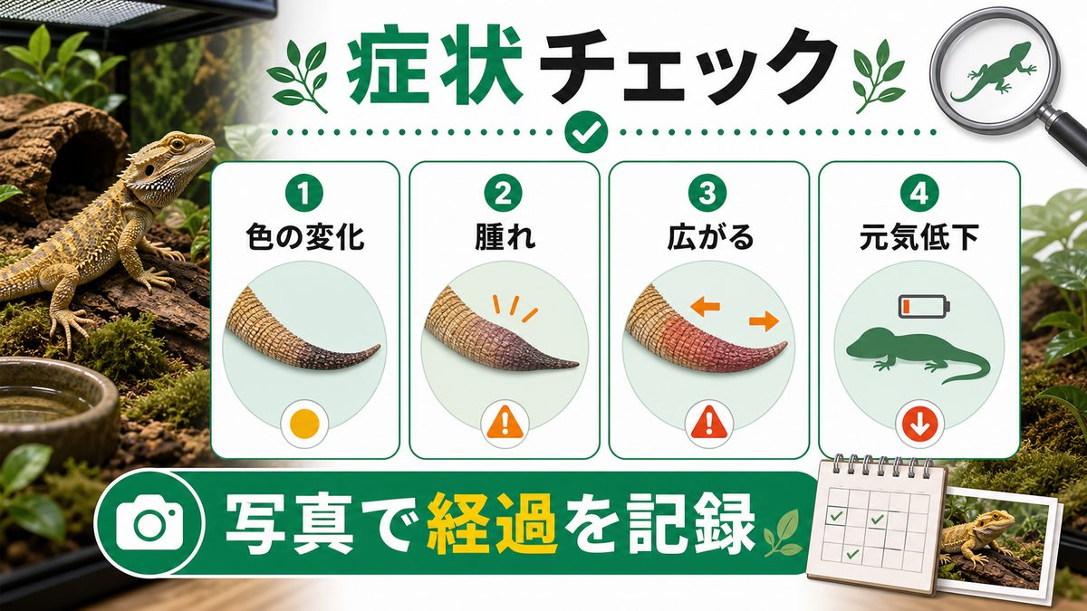 🩺 尾壊死の主な症状と進行ステージの要点をまとめたカメレオン・爬虫類飼育インフォグラフィック