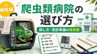爬虫類専門の動物病院の選び方・探し方完全ガイド！受診タイミング・準備・健診のすすめを徹底解説の要点を伝えるカメレオン・爬虫類記事アイキャッチ画像