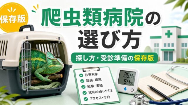 爬虫類専門の動物病院の選び方・探し方完全ガイド！受診タイミング・準備・健診のすすめを徹底解説の要点を伝えるカメレオン・爬虫類記事アイキャッチ画像