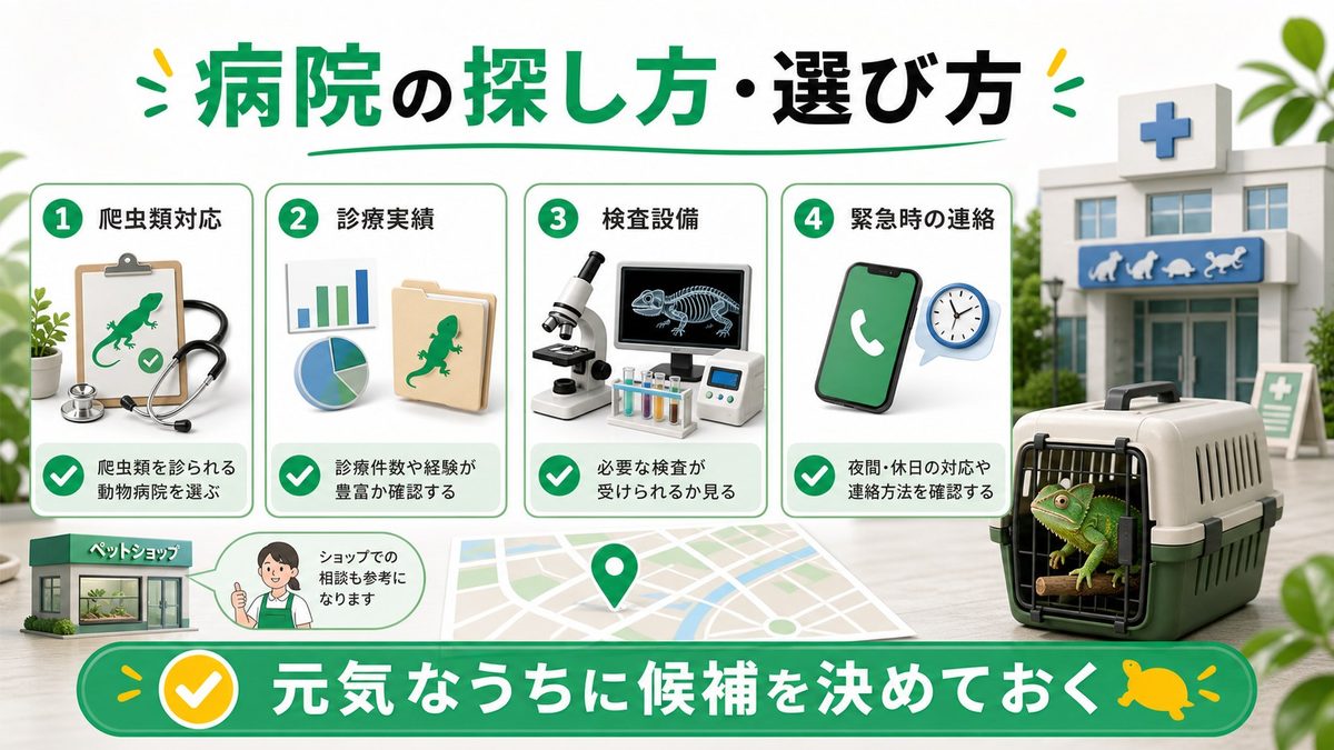 爬虫類専門病院の探し方・選び方の要点をまとめたカメレオン・爬虫類飼育インフォグラフィック