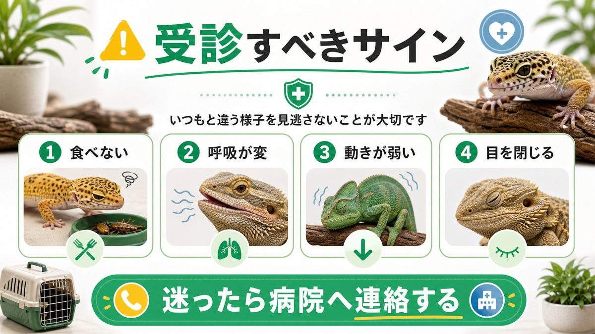 受診すべき緊急サイン10選の要点をまとめたカメレオン・爬虫類飼育インフォグラフィック