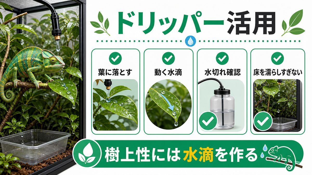 樹上性爬虫類にはドリッパーが必須の要点をまとめたカメレオン・爬虫類飼育インフォグラフィック