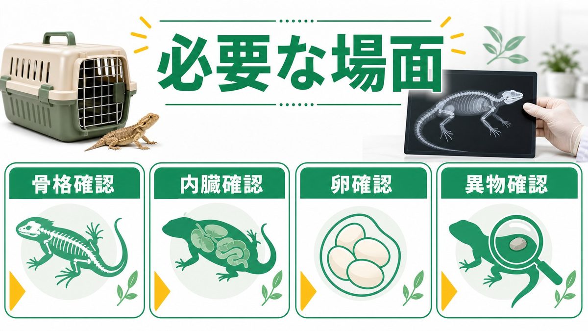 飼育環境の設定の要点をまとめたカメレオン・爬虫類飼育インフォグラフィック